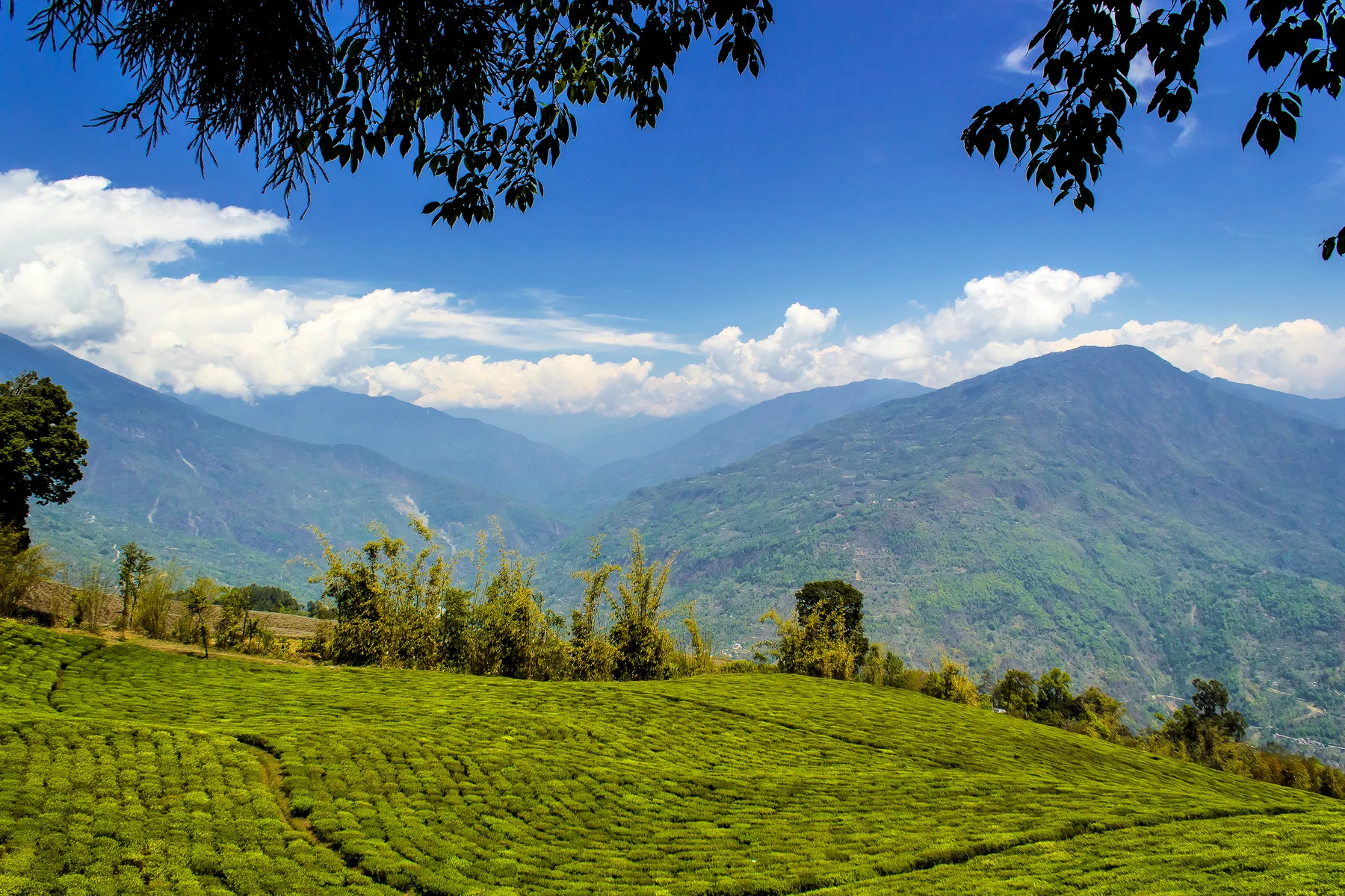 Tea-covered slopes at Temi Tea Garden